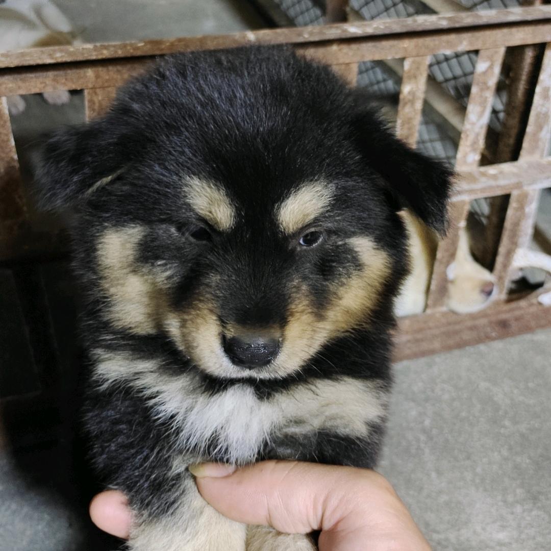 南宁老表田园犬