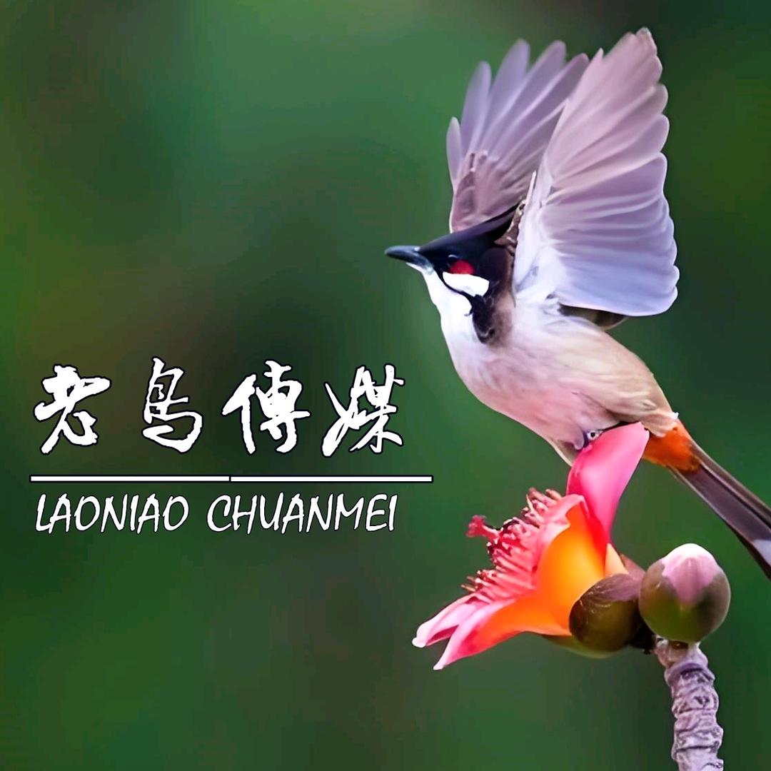 河池市老鸟作家班