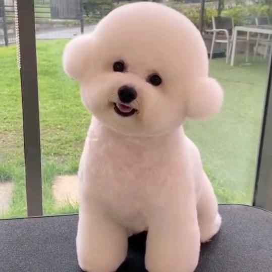 单身狗与汪汪队