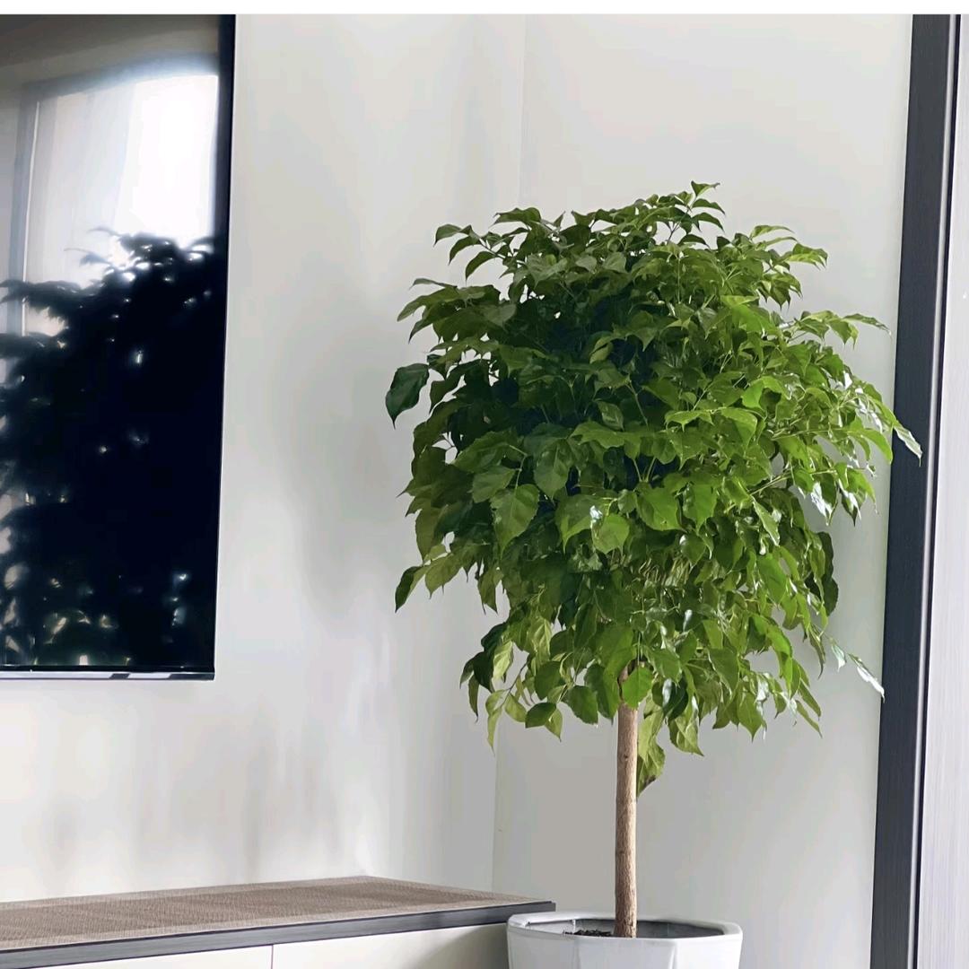 拾源