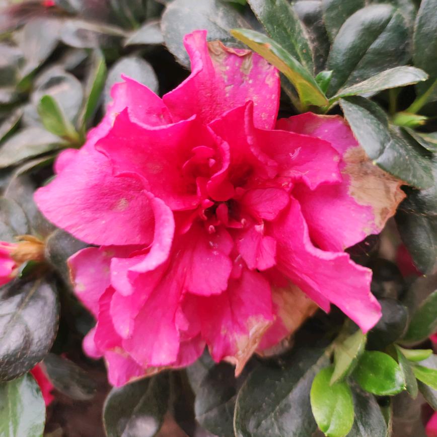 珍惜现在@🌹🌹🌹