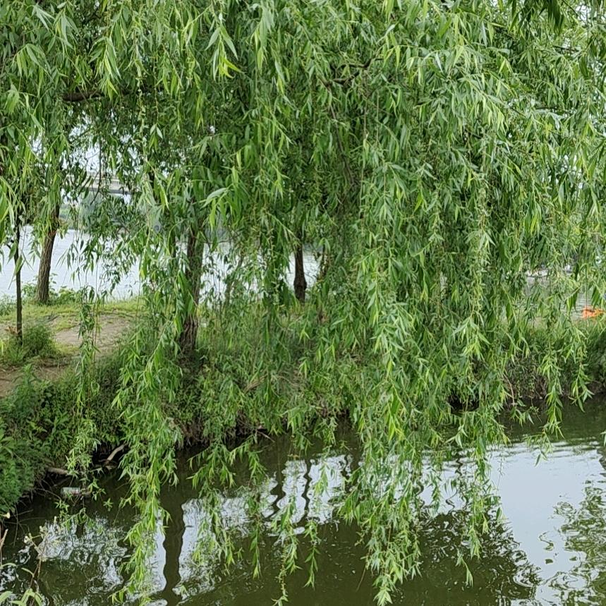 梦醒