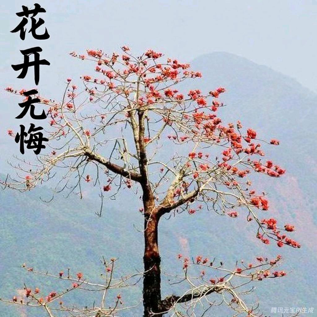 花开无悔