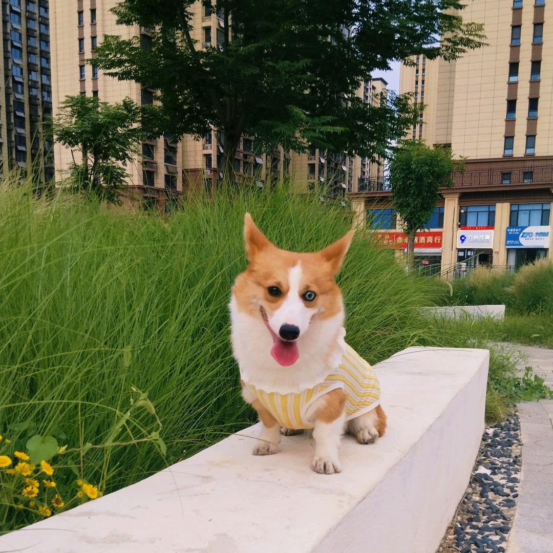 豆包包儿