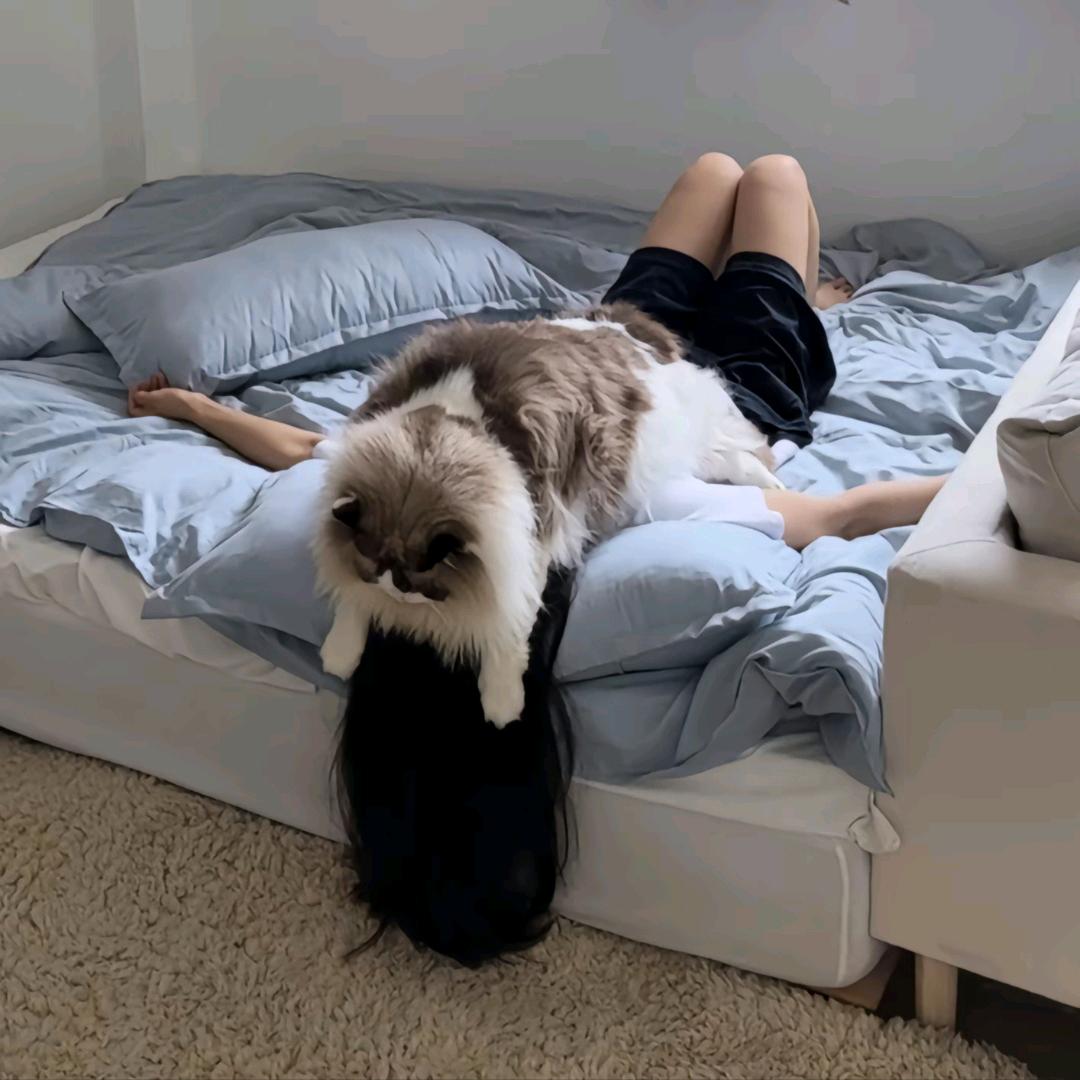 摔倒的红烧肉🐶