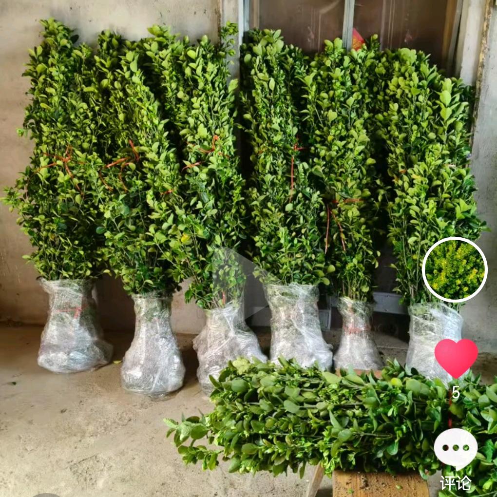 格鼎花卉坊