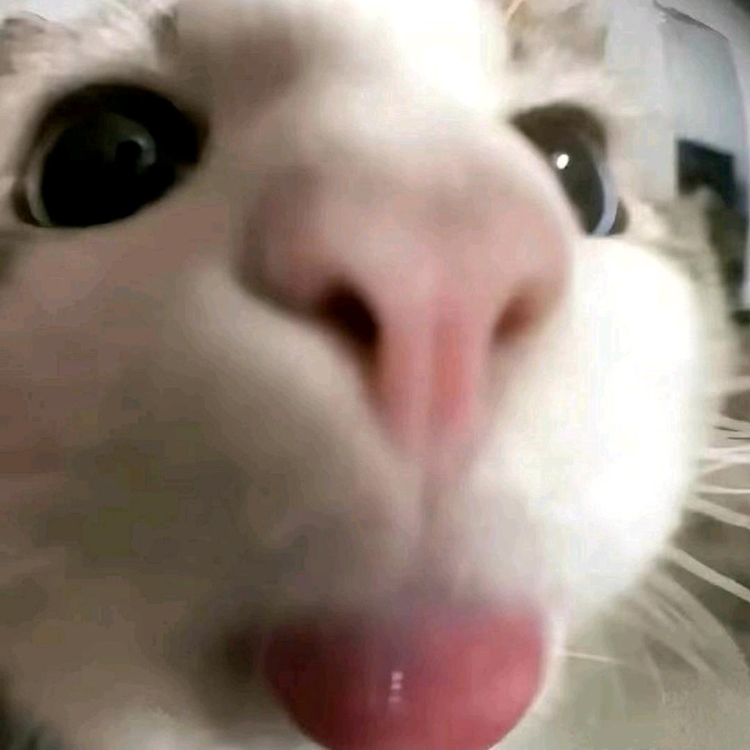 阿鹊