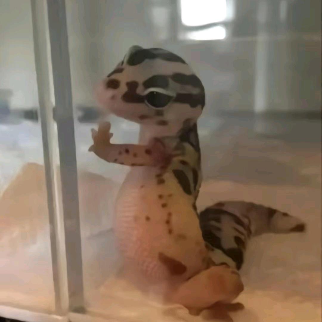 龙傲天