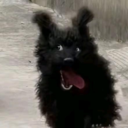 🌈月亮双子【自律】