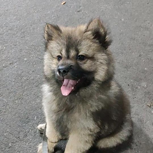 小狗奔驰