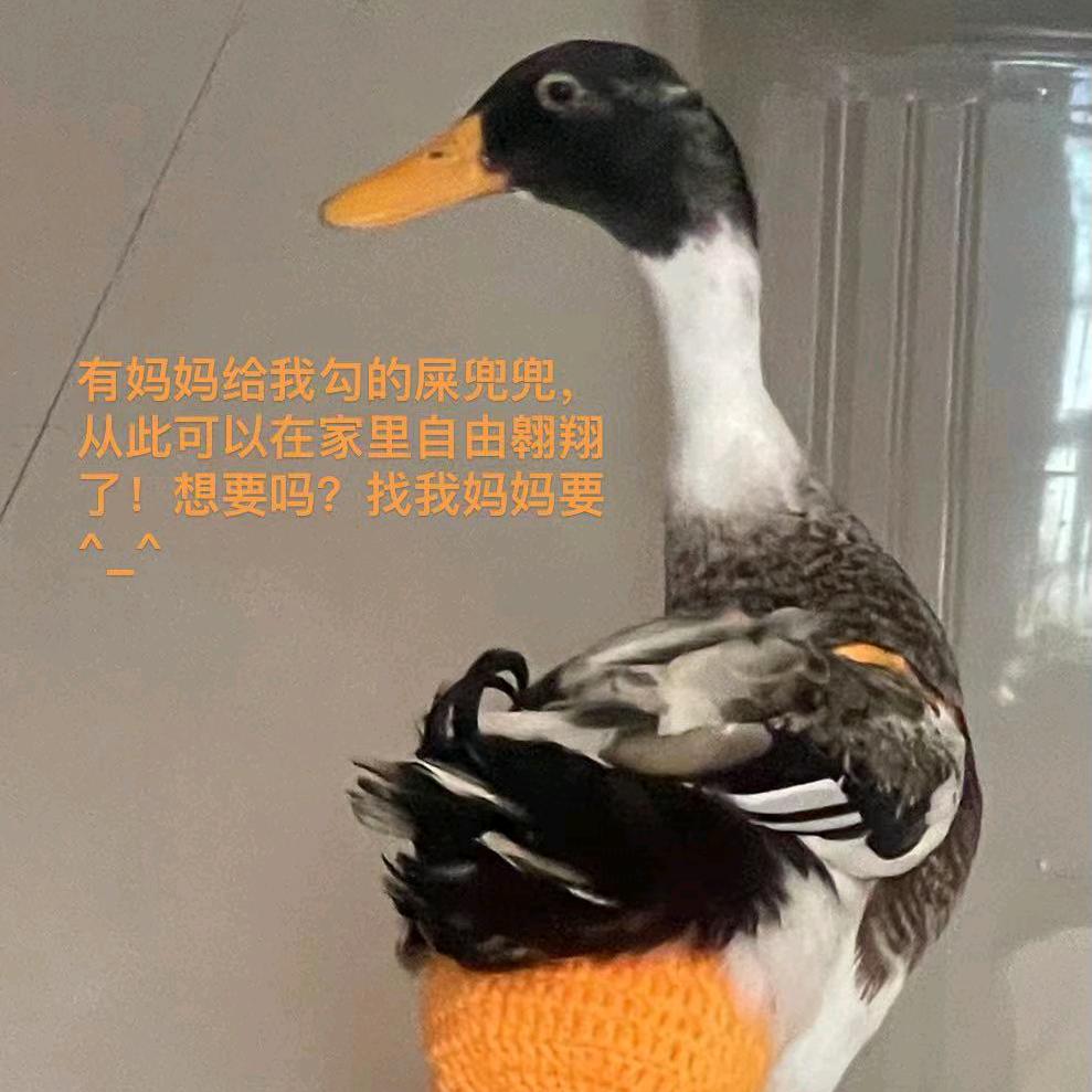 乖乖鸭23.3.2🐣鸭子屎兜兜