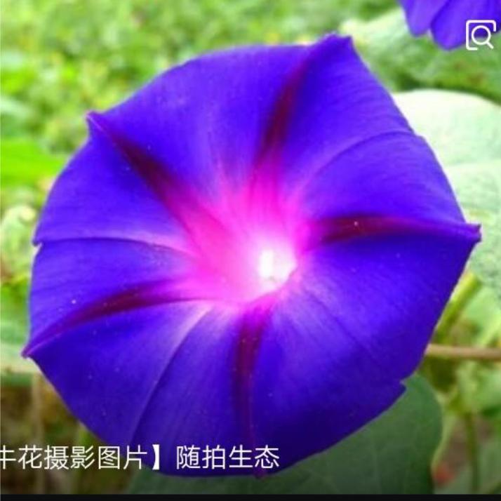 喇叭花吹喇叭