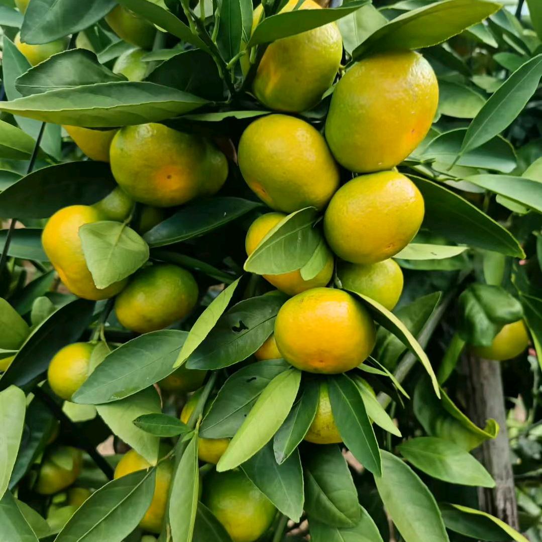 东江湖橘中人