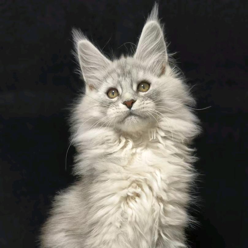 佩琪缅因猫舍