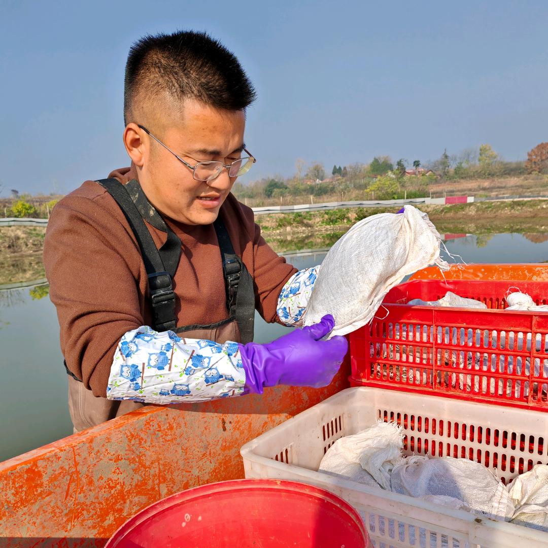 芸姐（甲鱼批发）