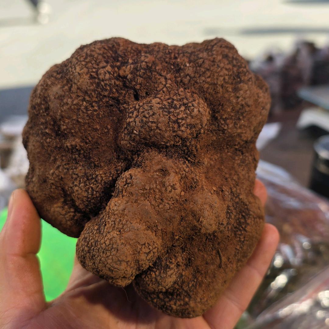 【小尹同学】桑葚鸡枞块茵