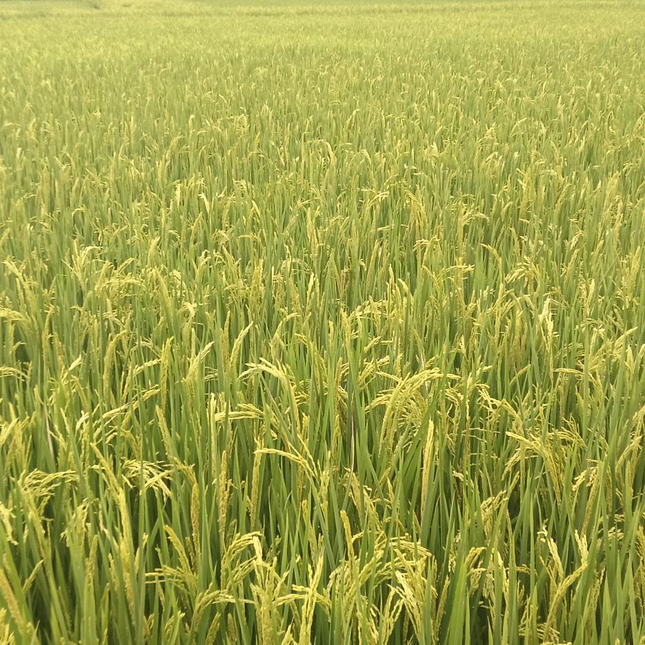 小季老表💋（地摊哥）