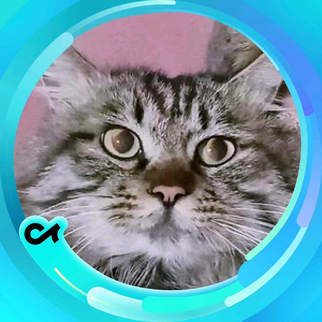 卡纸大寨主@抖音