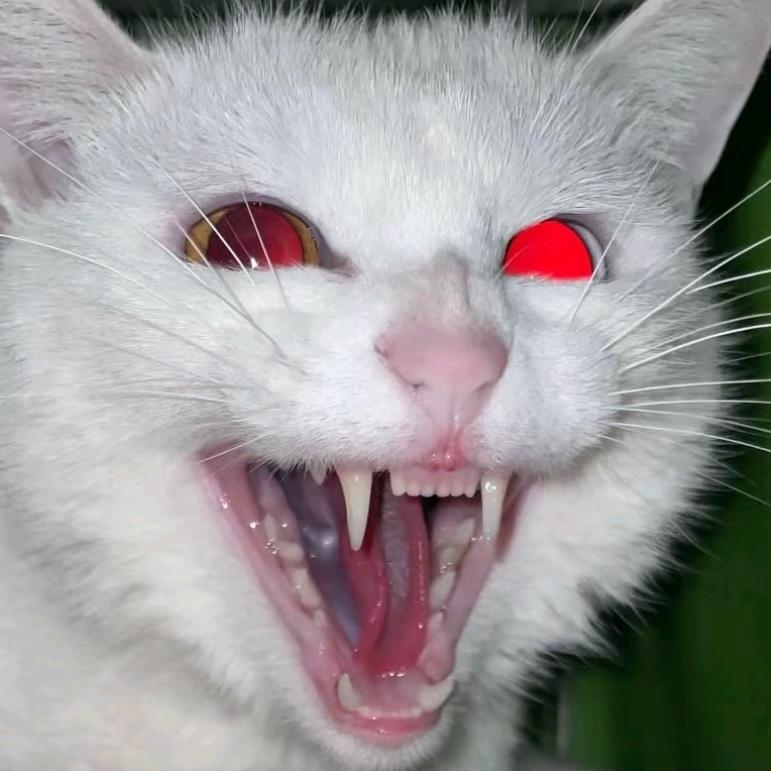 龟仙人