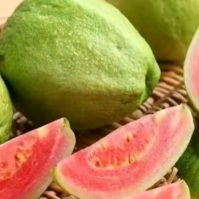 榴莲仔 阳春番石榴代办