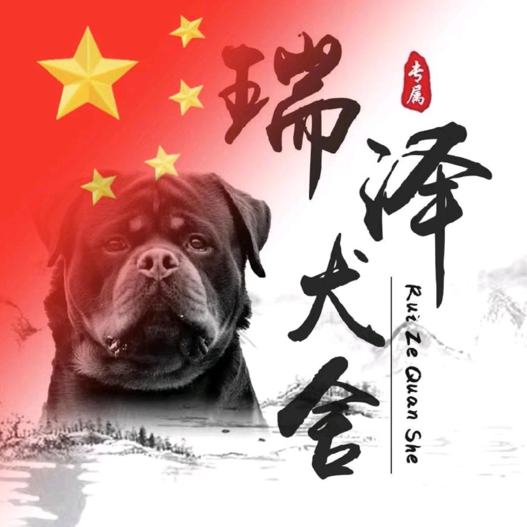河南罗威纳繁殖
