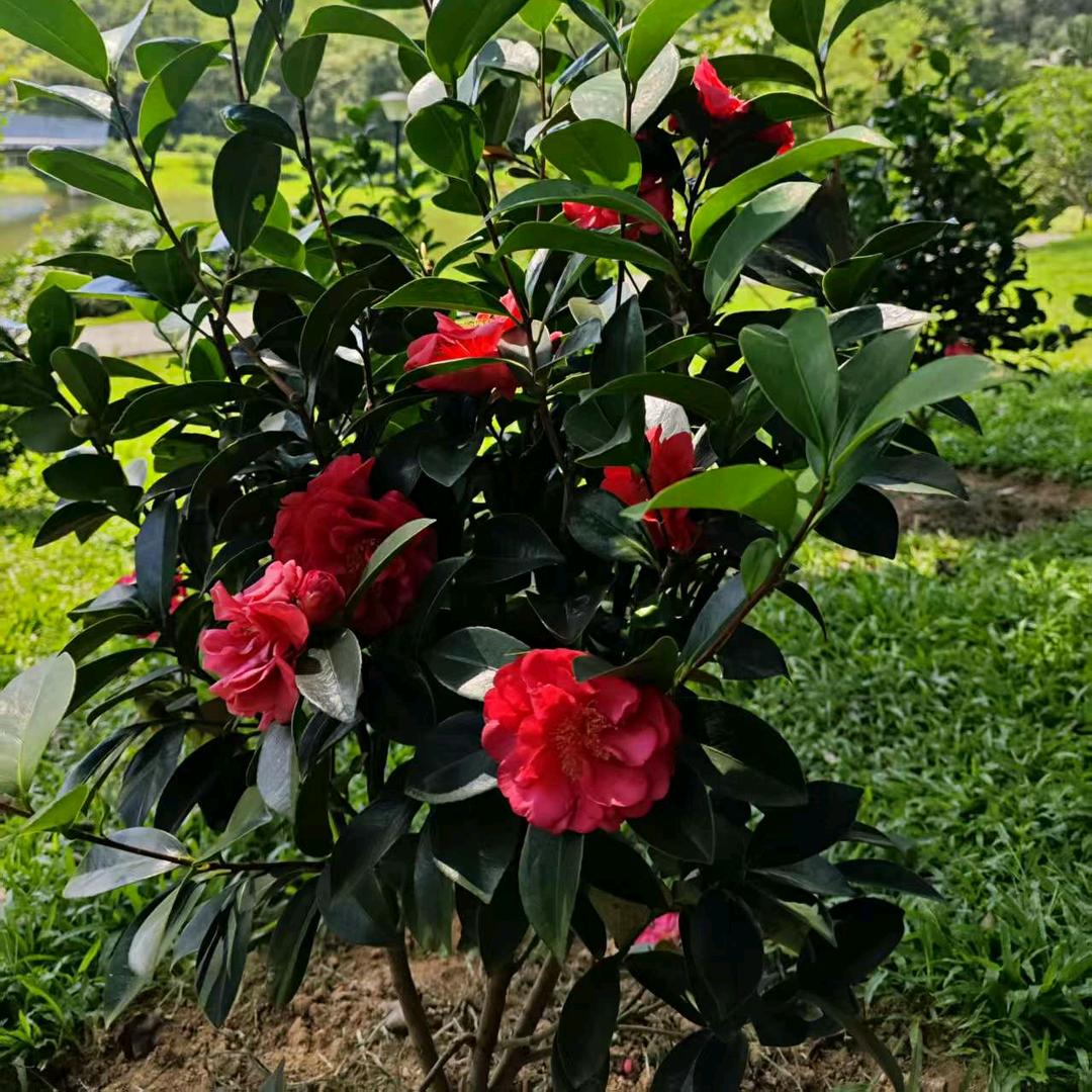 莉