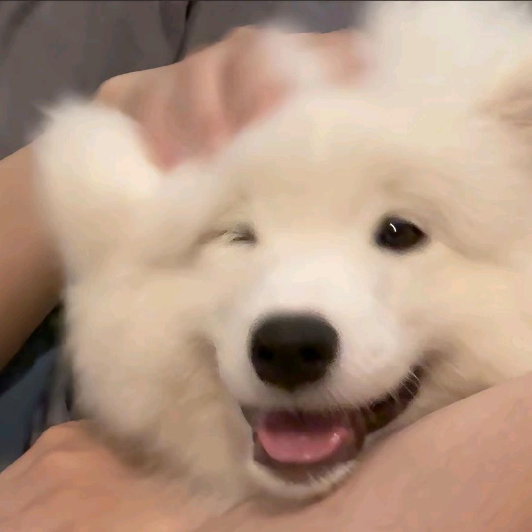 桂花