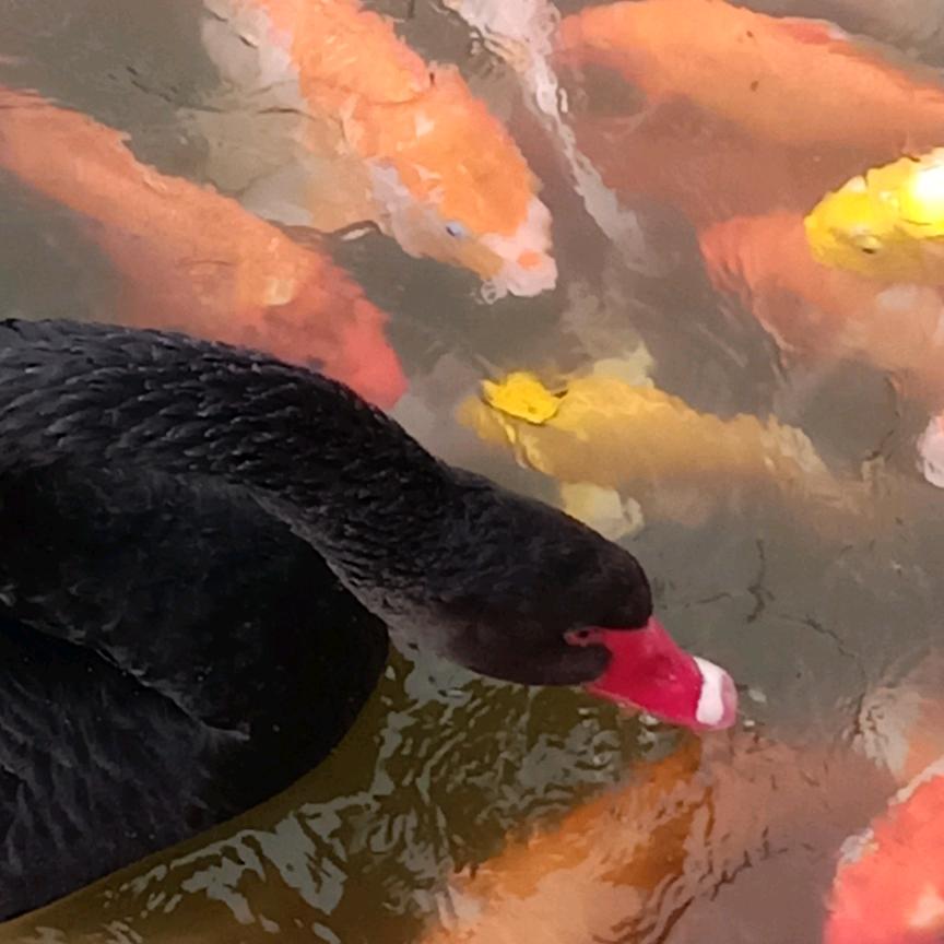 如鱼得水🐟