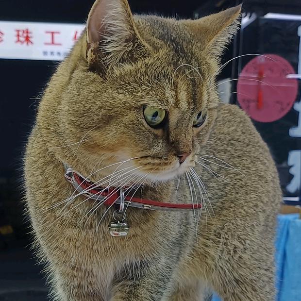 臻华工艺优品铺子