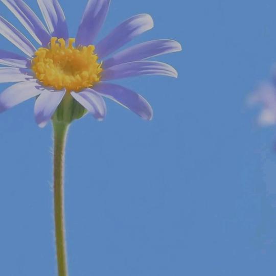 这个红太狼有点菜