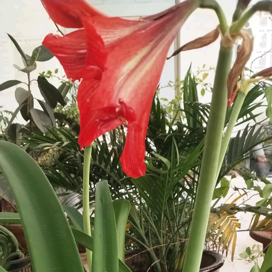 等你在32号🌼🌼🌼