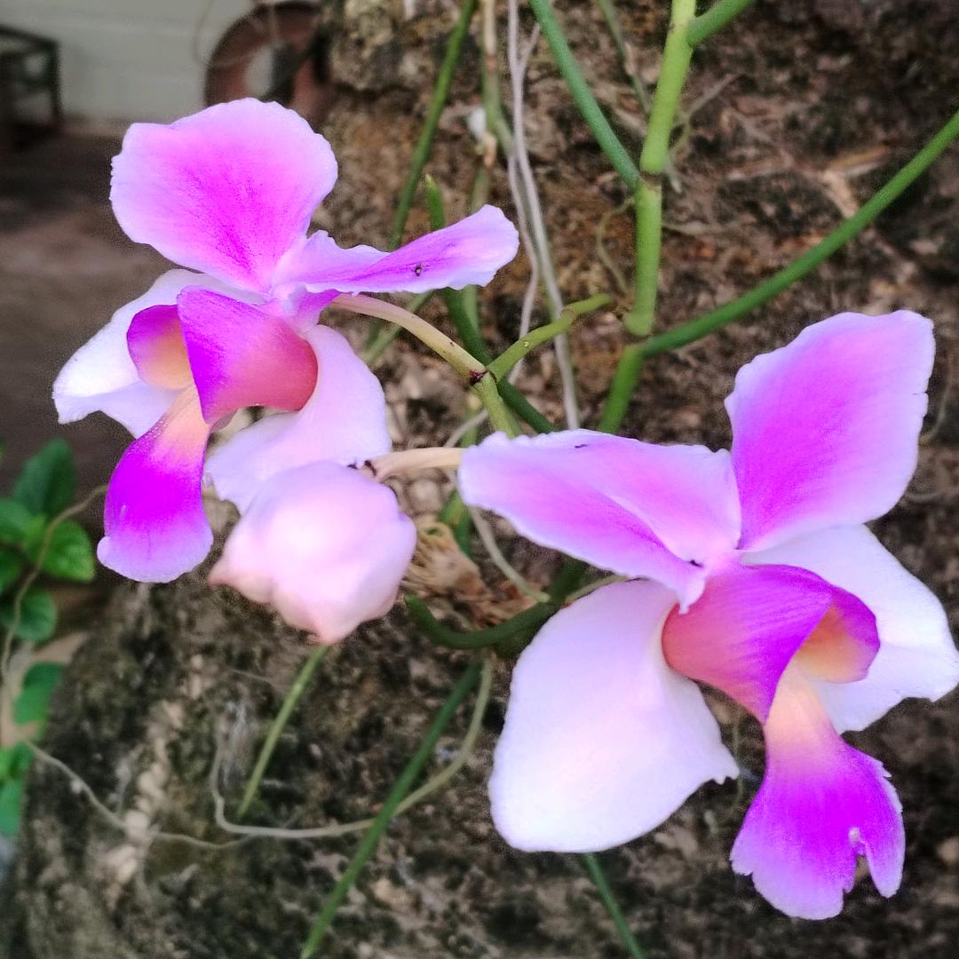 莹