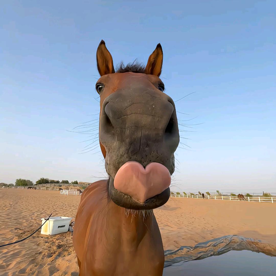 42岁无感绝情大蟑螂