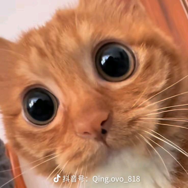 喵啊汪🐱