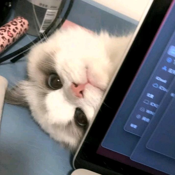 桔柚