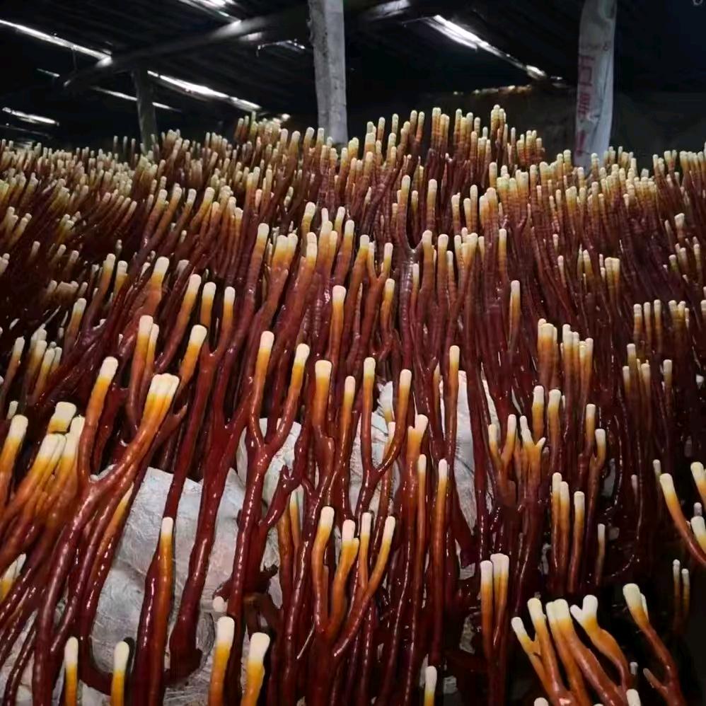 中药材种植基地