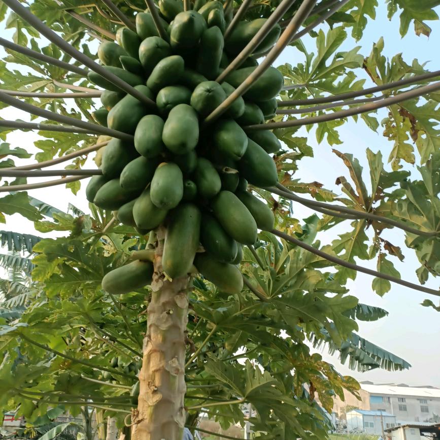 爱你，没商量