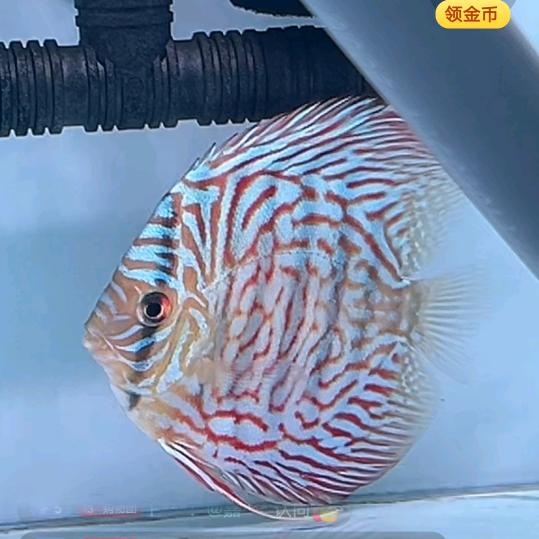 🌈阿童木🌈