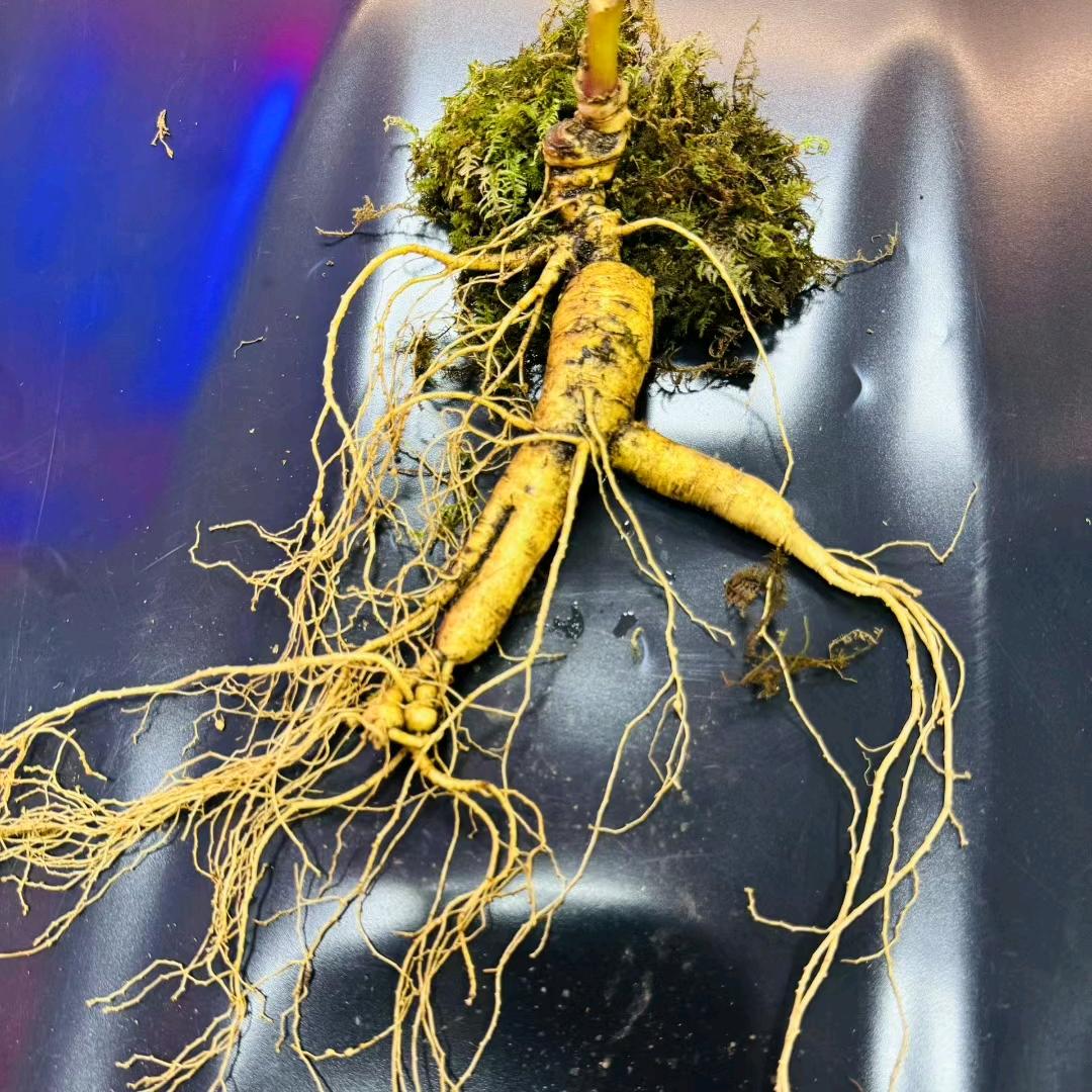 泉浸仙草铺