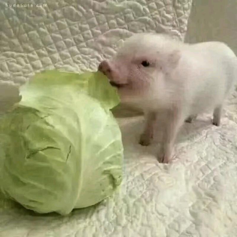 癞蛤蟆