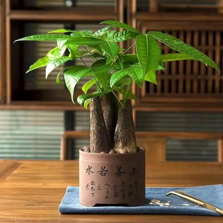 旺财行者