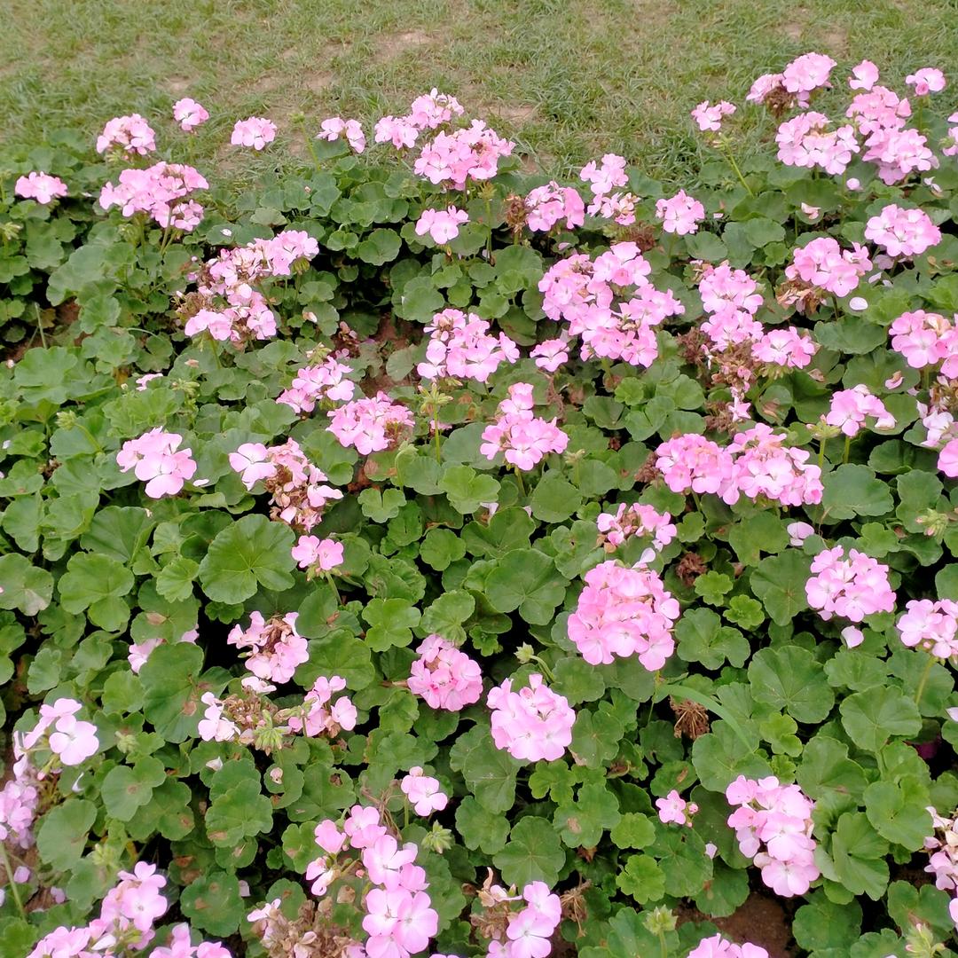 桂花