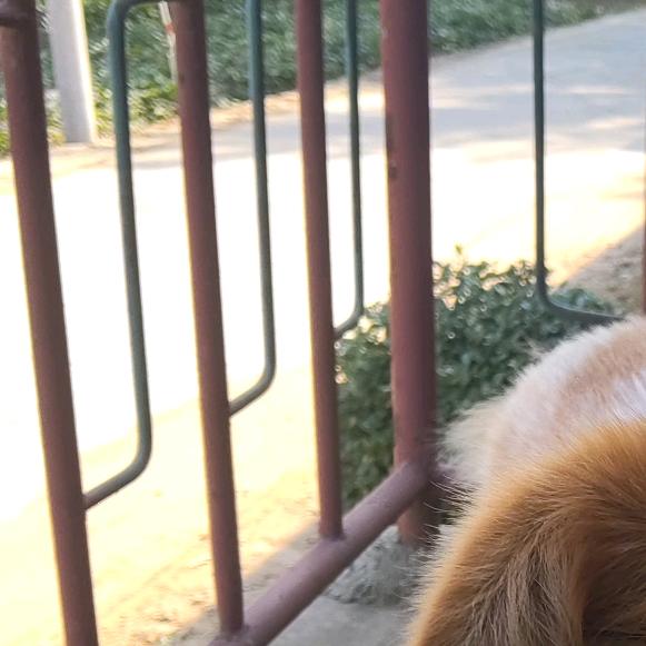阿米懦夫
