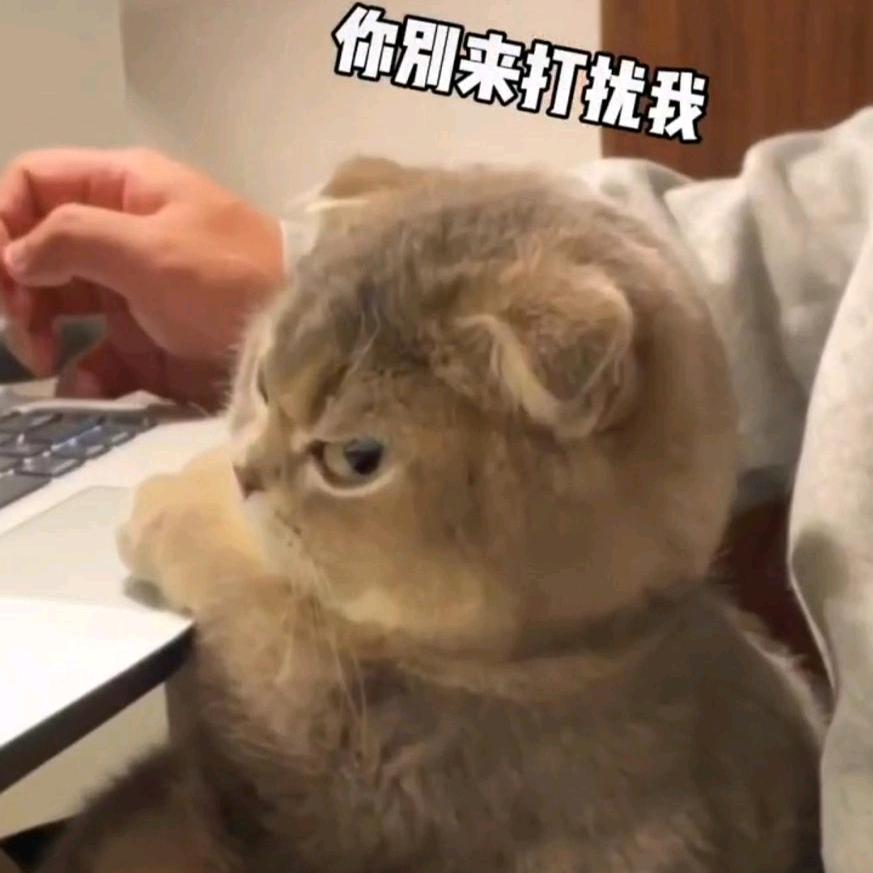 阿鑫