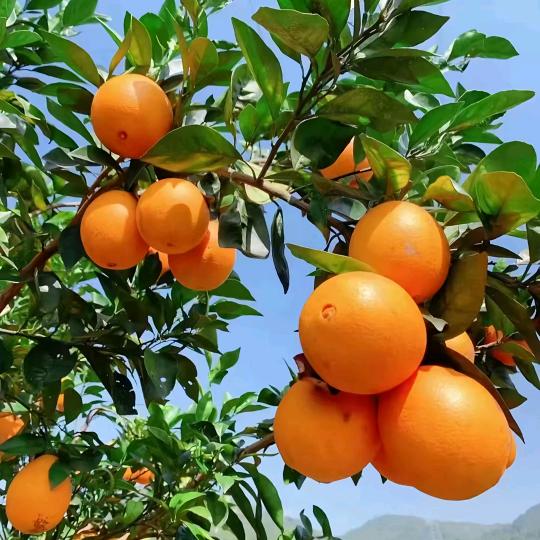 赣南脐橙（伯伯果园）