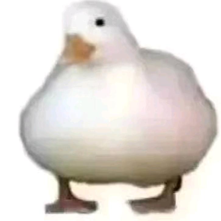 薄荷巧克力小猫吃牛小排面包