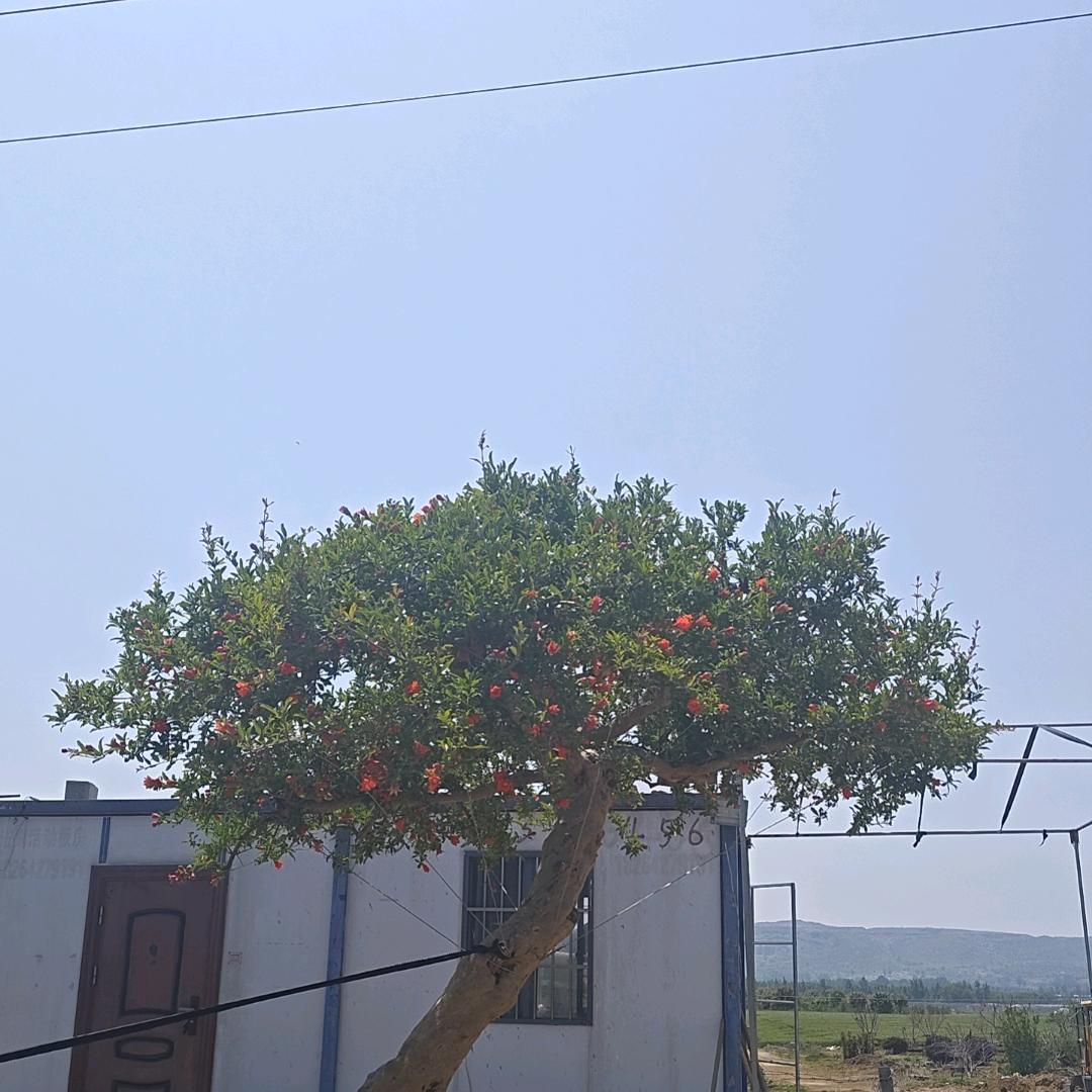 沂蒙蟀阁
