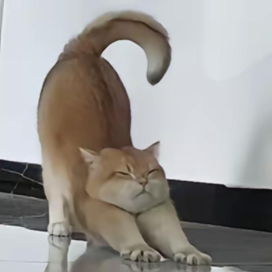 会飞丶阿呆