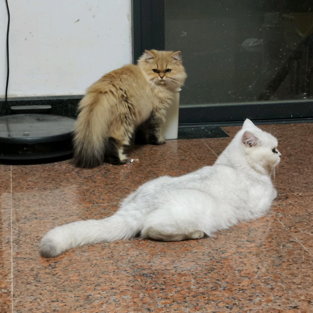 猫多话很少