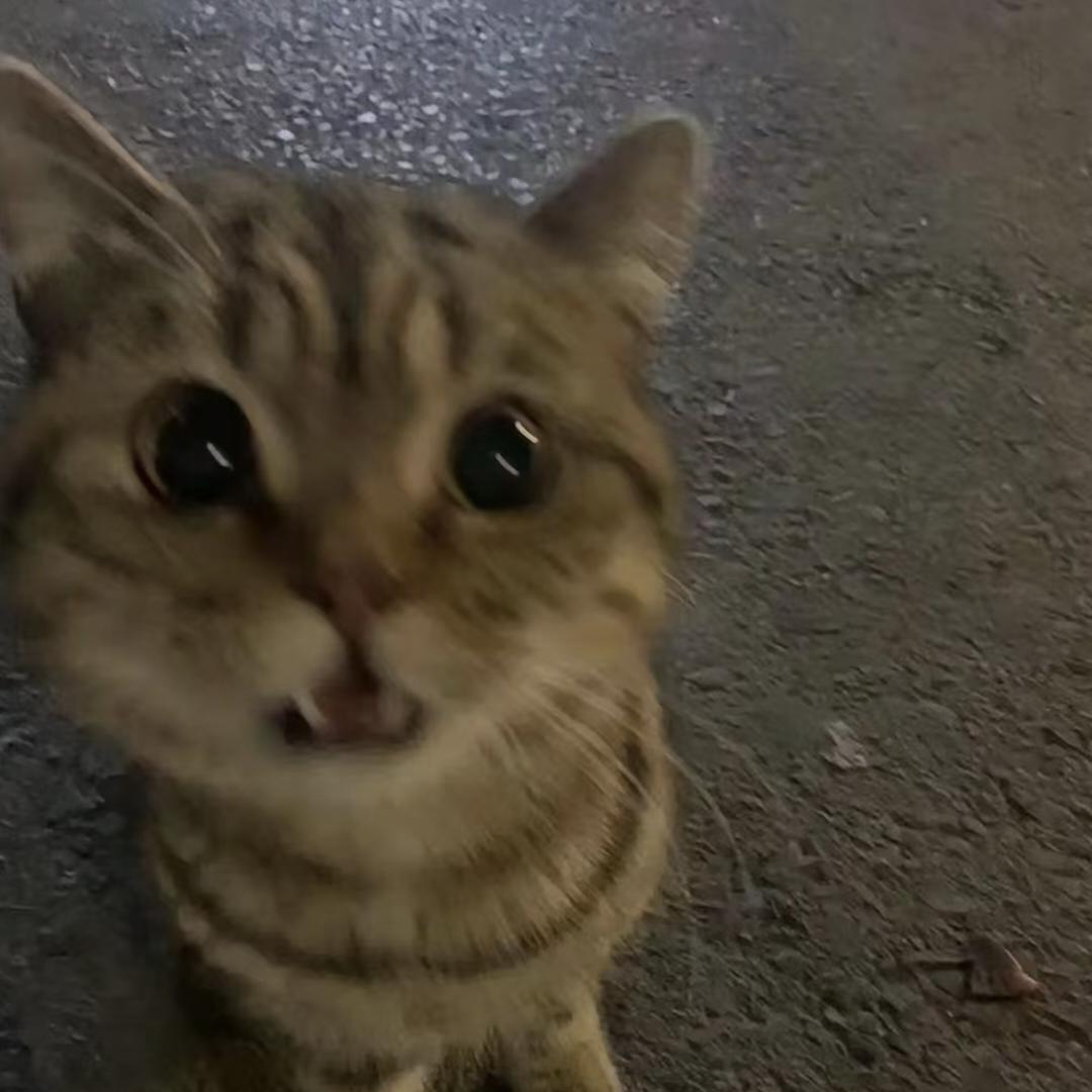 金丝猴
